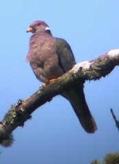 Band-tailed Pigeon